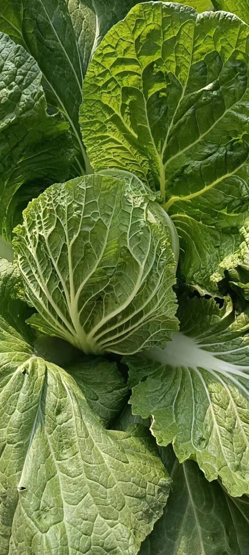 山东黄心白菜，现挖现发，无虫眼大量现货，基地供应全国