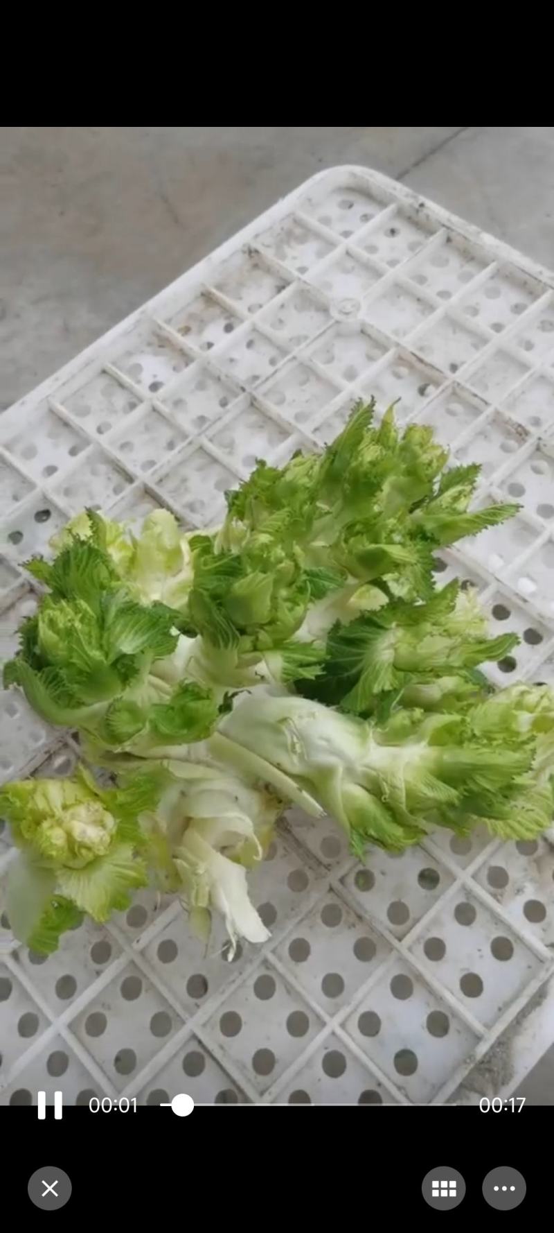 河南省周口市扶沟县吕潭乡精品儿菜