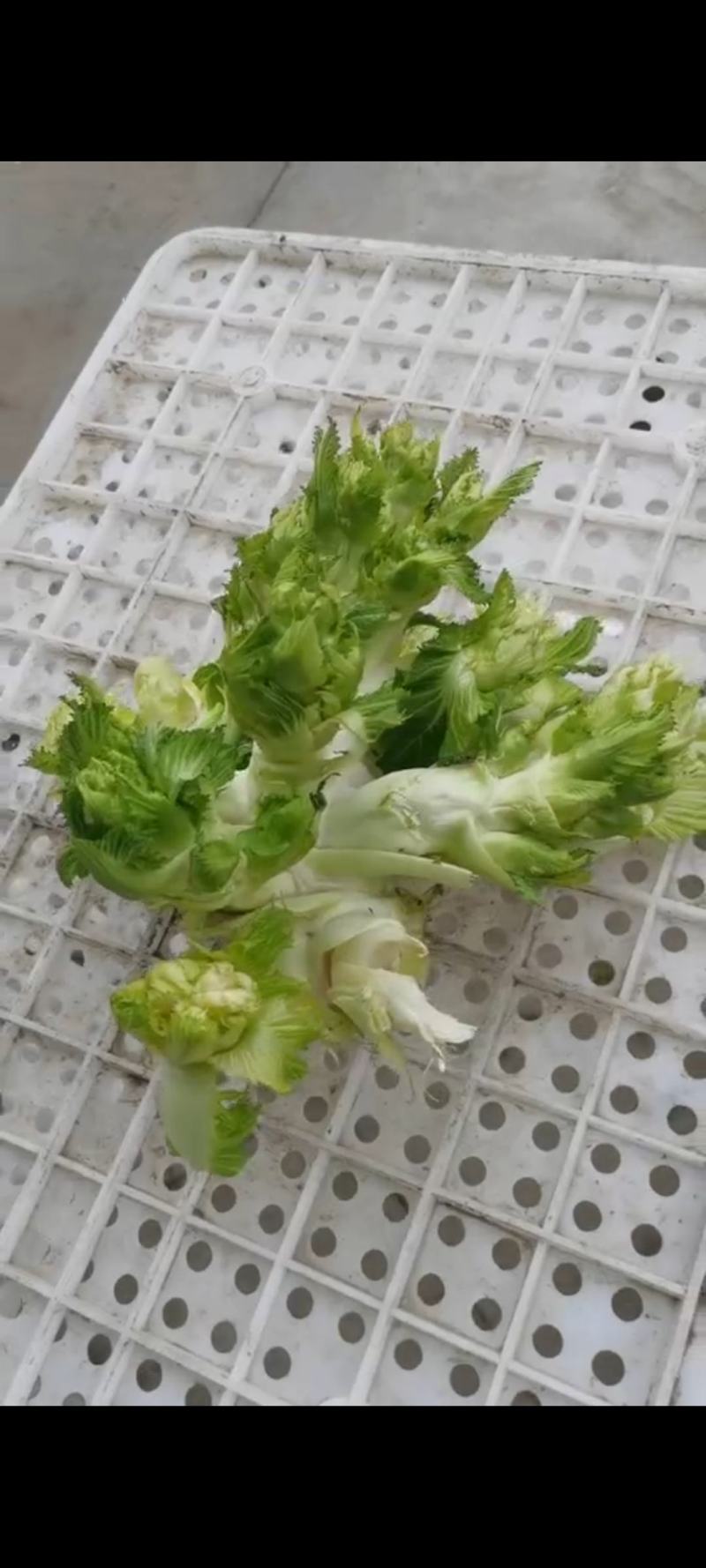 河南省周口市扶沟县吕潭乡精品儿菜