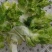 河南省周口市扶沟县吕潭乡精品儿菜
