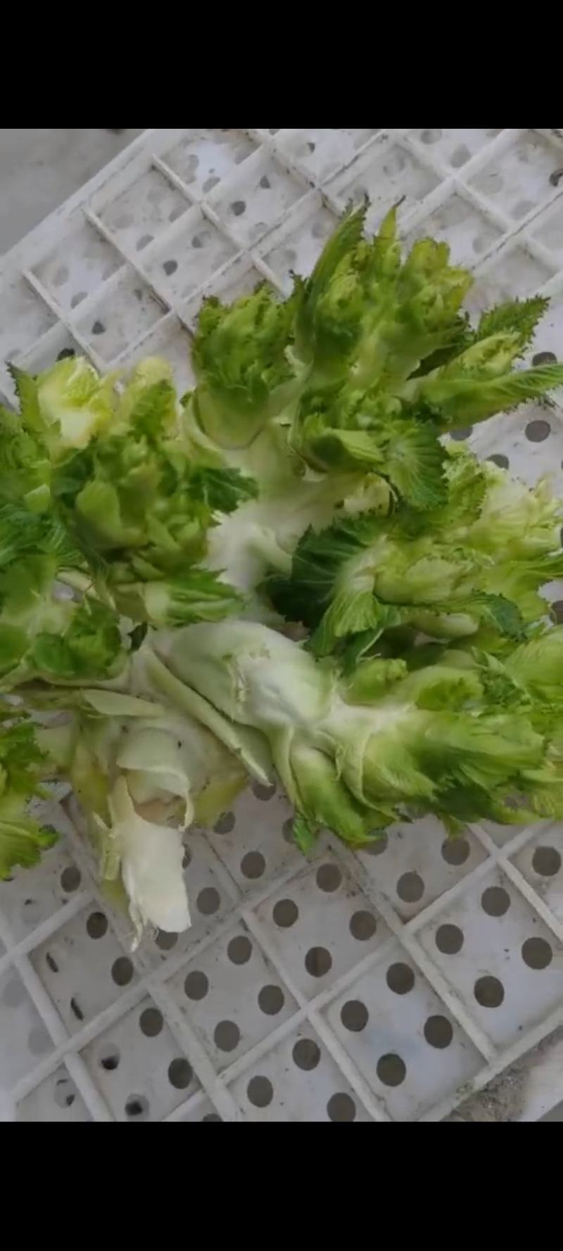 河南省周口市扶沟县吕潭乡精品儿菜