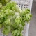 河南省周口市扶沟县吕潭乡精品儿菜