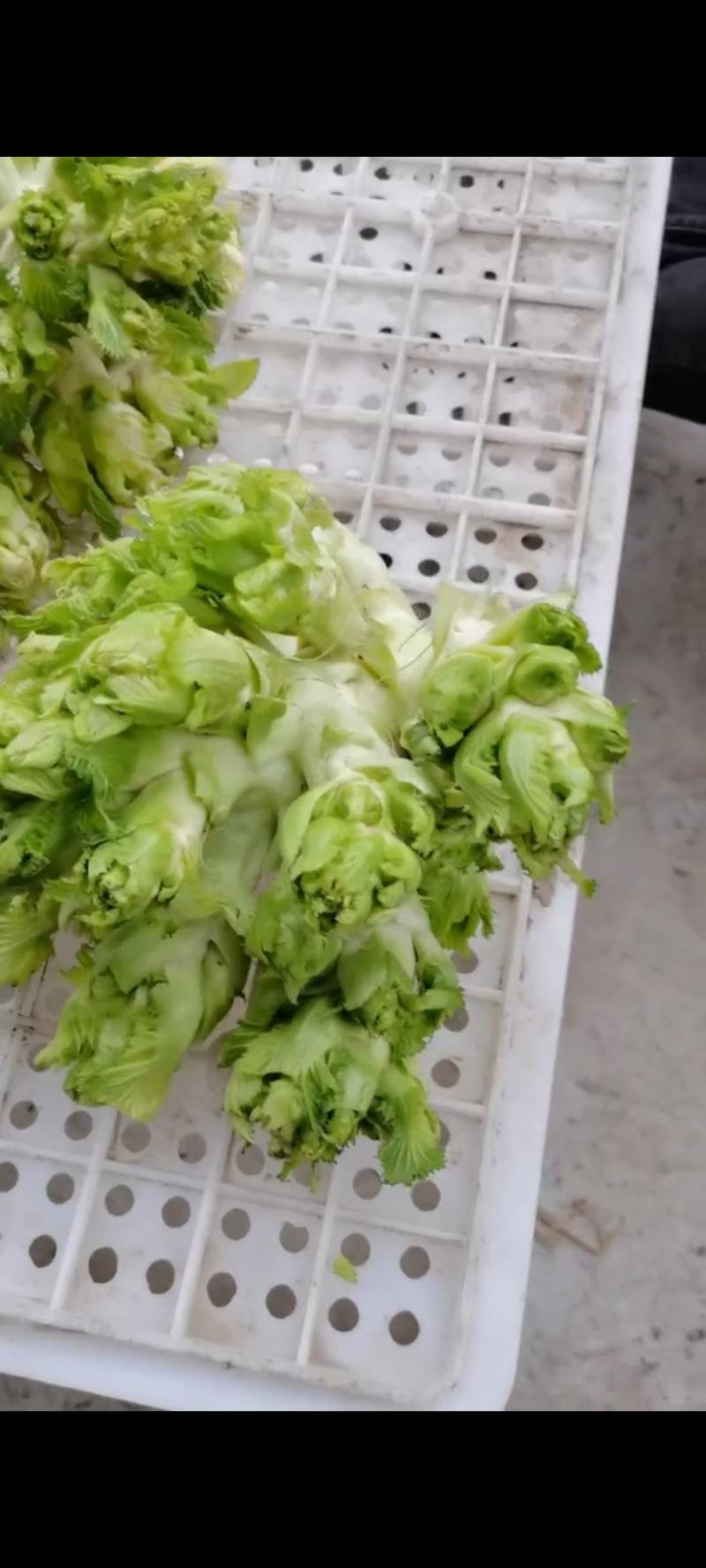 河南省周口市扶沟县吕潭乡精品儿菜