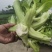 儿菜，专业代办儿菜.诚信经营，保证质量。大心小心都有。