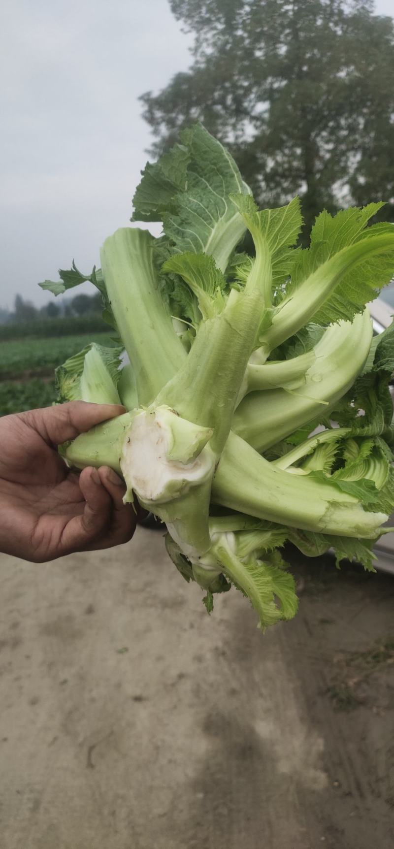 儿菜，专业代办儿菜.诚信经营，保证质量。大心小心都有。