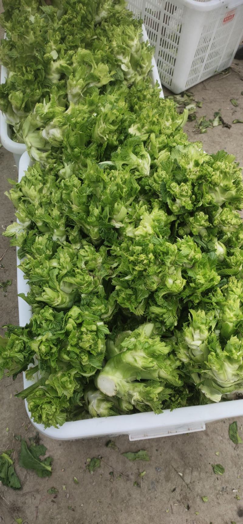 儿菜，专业代办儿菜.诚信经营，保证质量。大心小心都有。