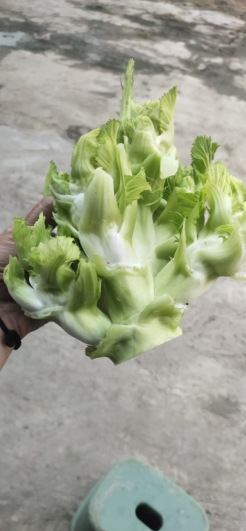 儿菜，专业代办儿菜.诚信经营，保证质量。大心小心都有。