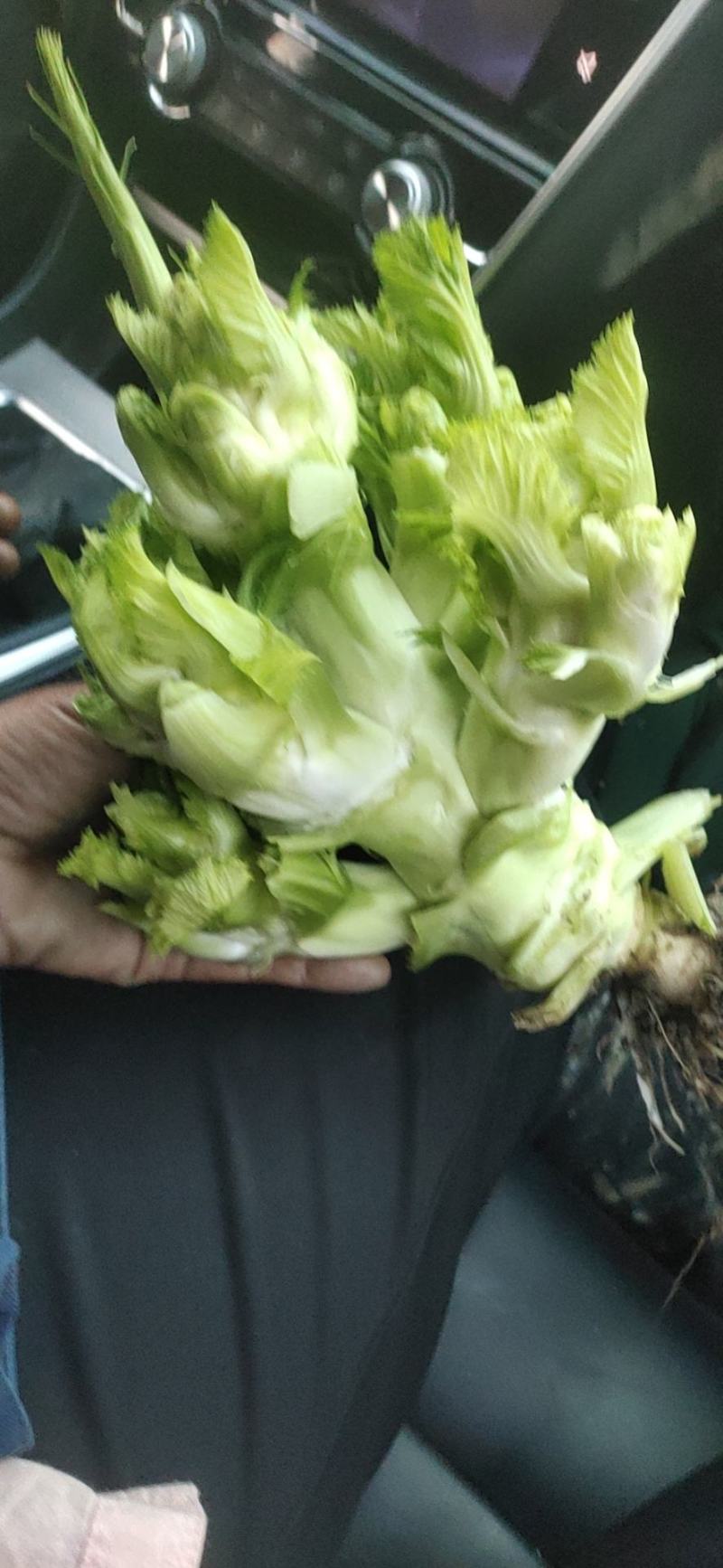 儿菜，专业代办儿菜.诚信经营，保证质量。大心小心都有。