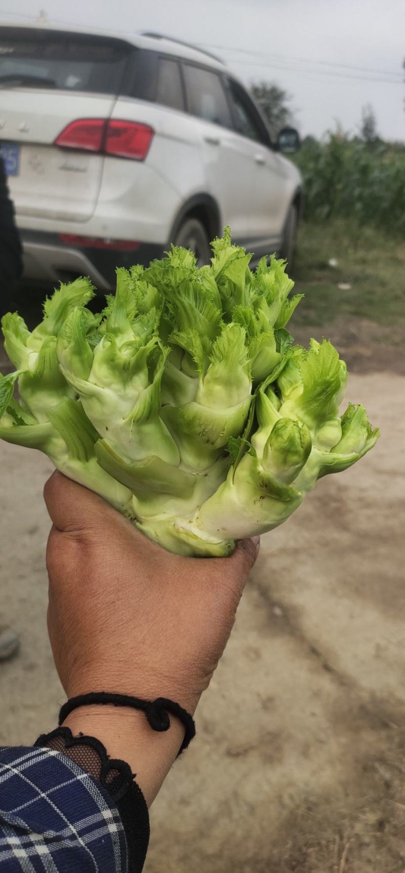 儿菜，专业代办儿菜.诚信经营，保证质量。大心小心都有。