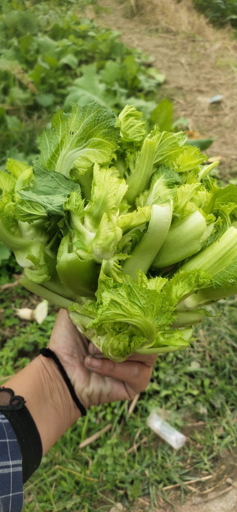 儿菜，专业代办儿菜.诚信经营，保证质量。大心小心都有。