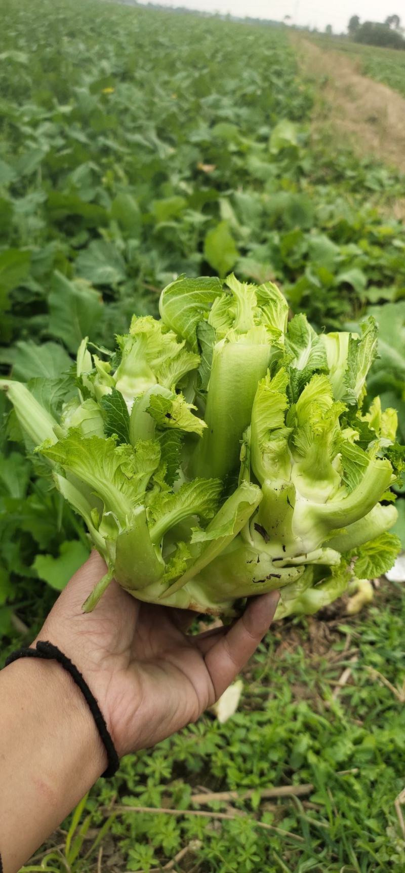 儿菜，专业代办儿菜.诚信经营，保证质量。大心小心都有。