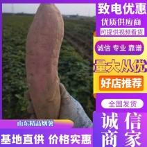 山东德州烟薯25万亩种植基地新货上市对接批发电商