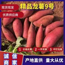 【大量上市】西瓜红红薯优质货源产地直发可视频