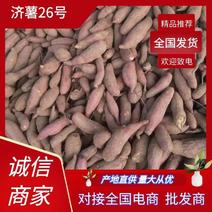 【精品】山东红薯济薯26大量上市一手货源规格齐全