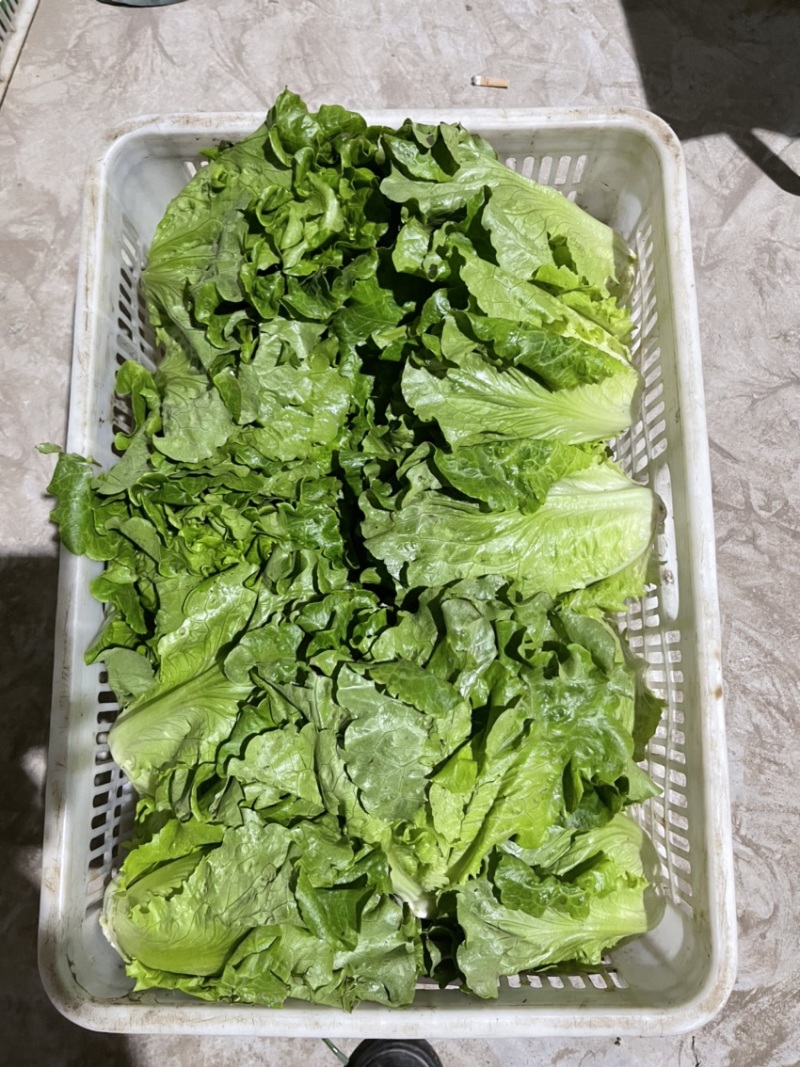蔬菜