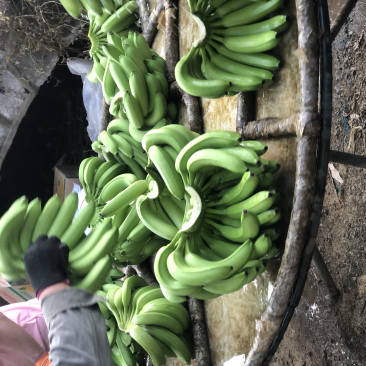 广西香蕉大量有货