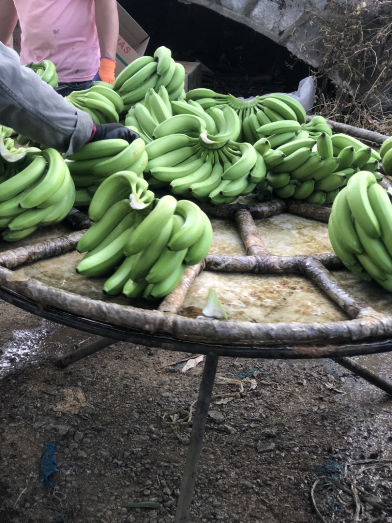 广西香蕉大量有货