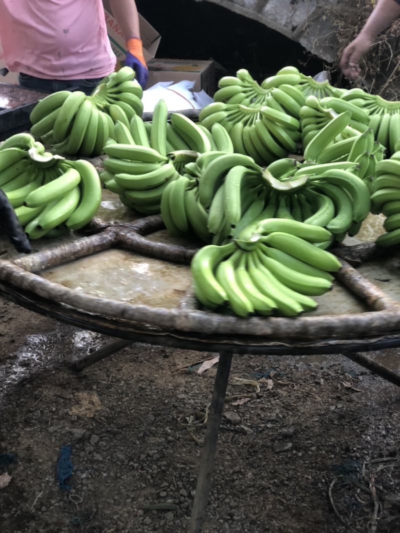 广西香蕉大量有货