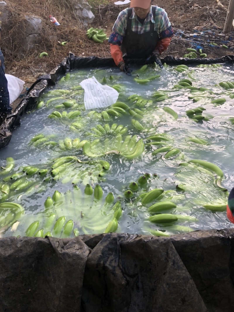 广西香蕉大量有货