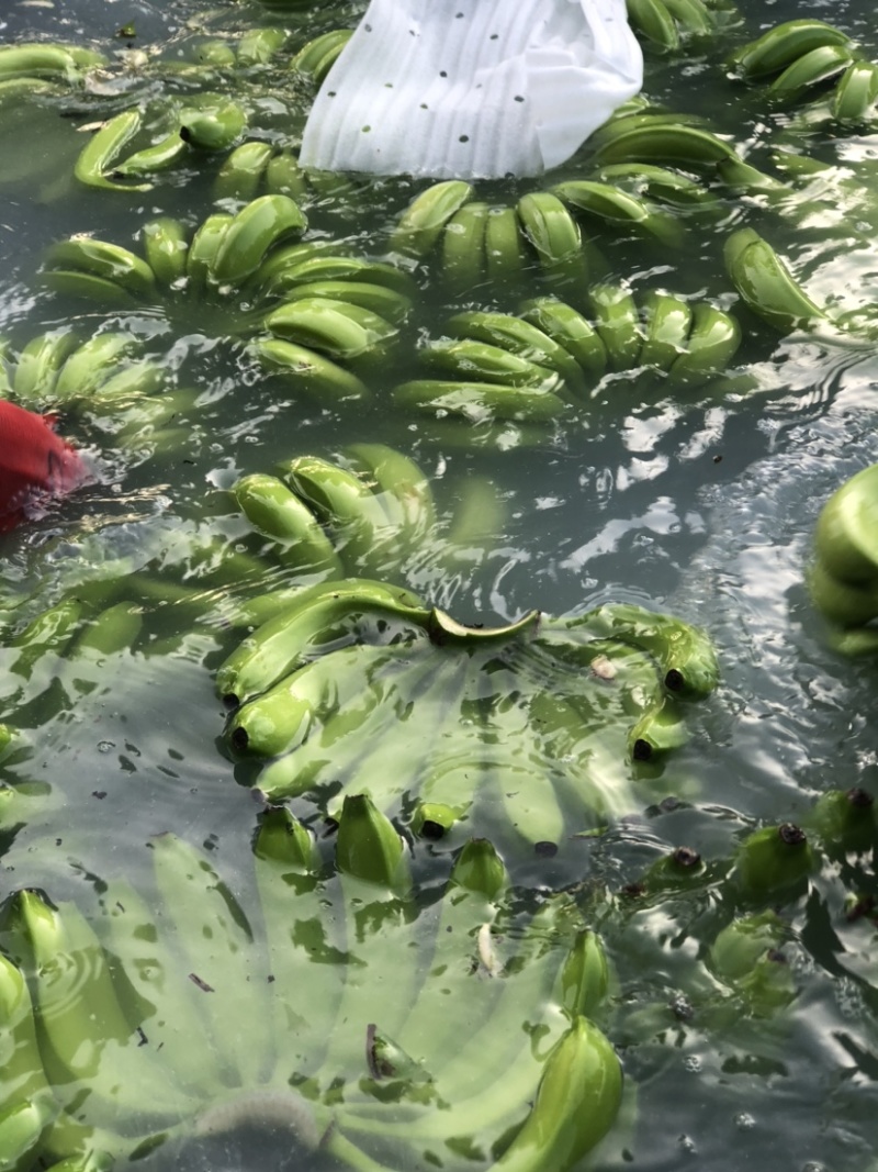 广西香蕉大量有货