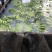 广西香蕉大量有货