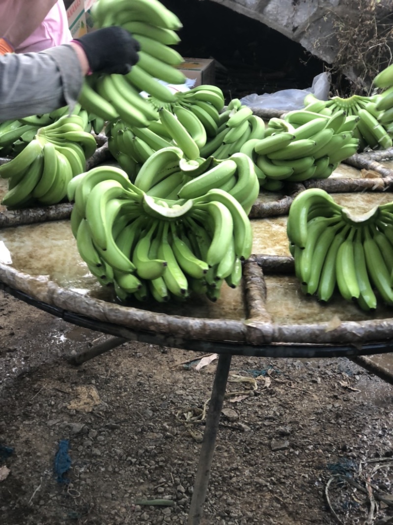 广西香蕉大量有货