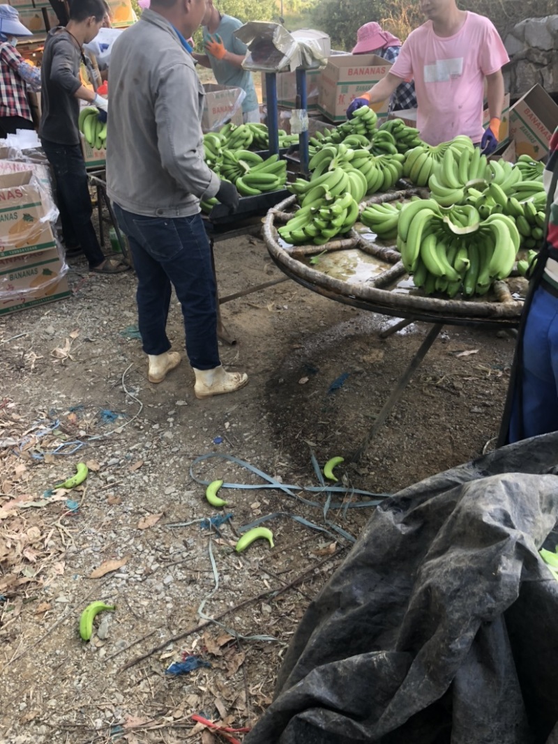 广西香蕉大量有货