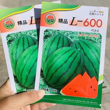 L一600礼品西瓜种子早熟坐果整齐瓜重5斤甜度14.7