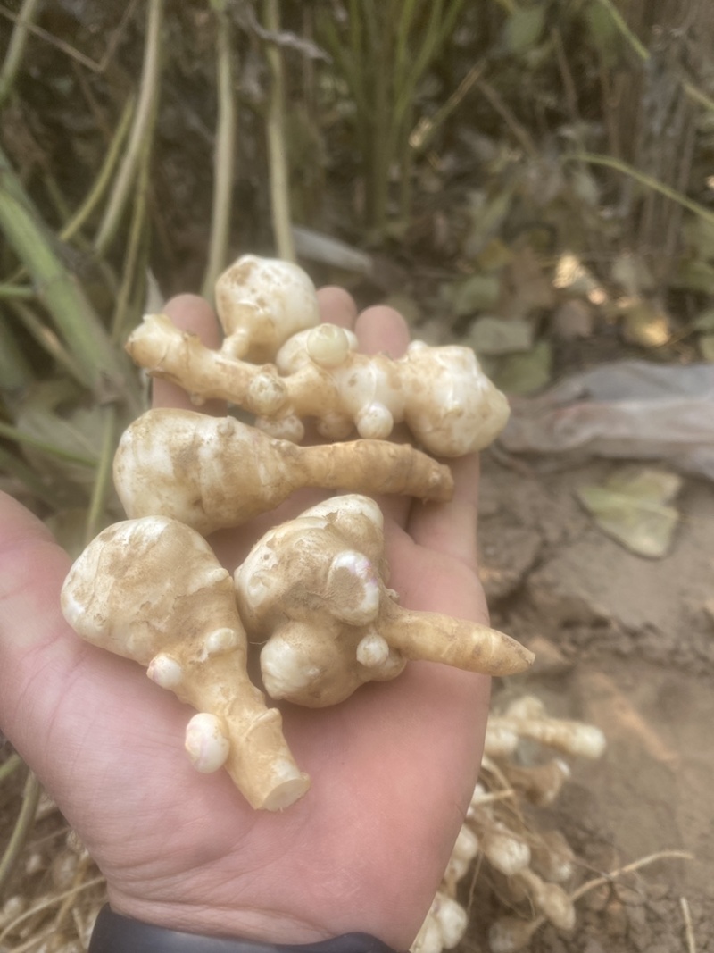 洋姜菊芋鬼子姜山东沙地洋姜又白又脆