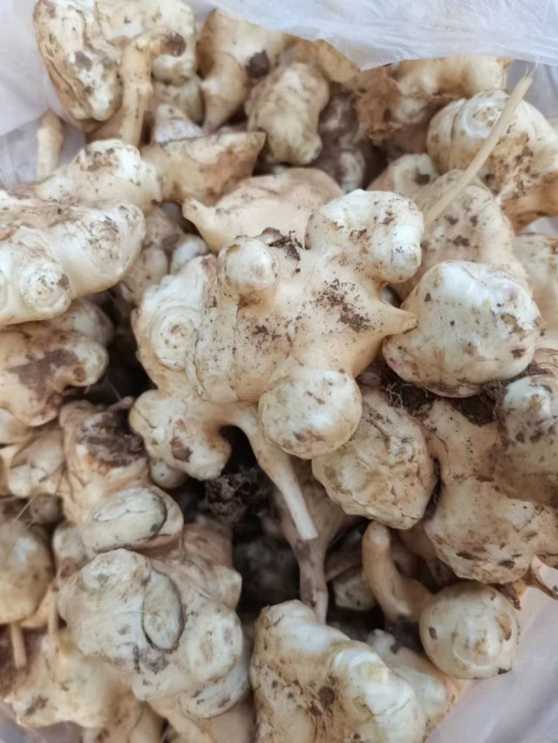 洋姜菊芋鬼子姜山东沙地洋姜又白又脆