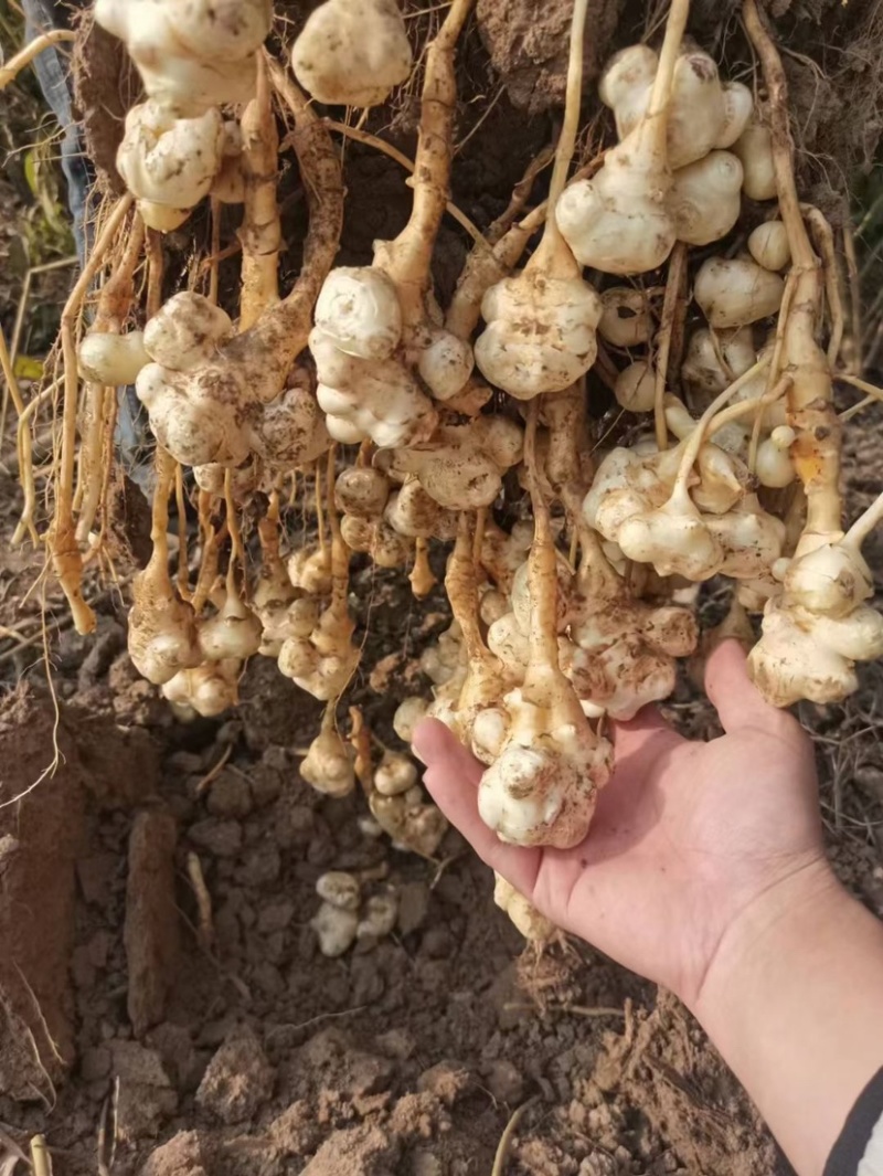 洋姜菊芋鬼子姜山东沙地洋姜又白又脆