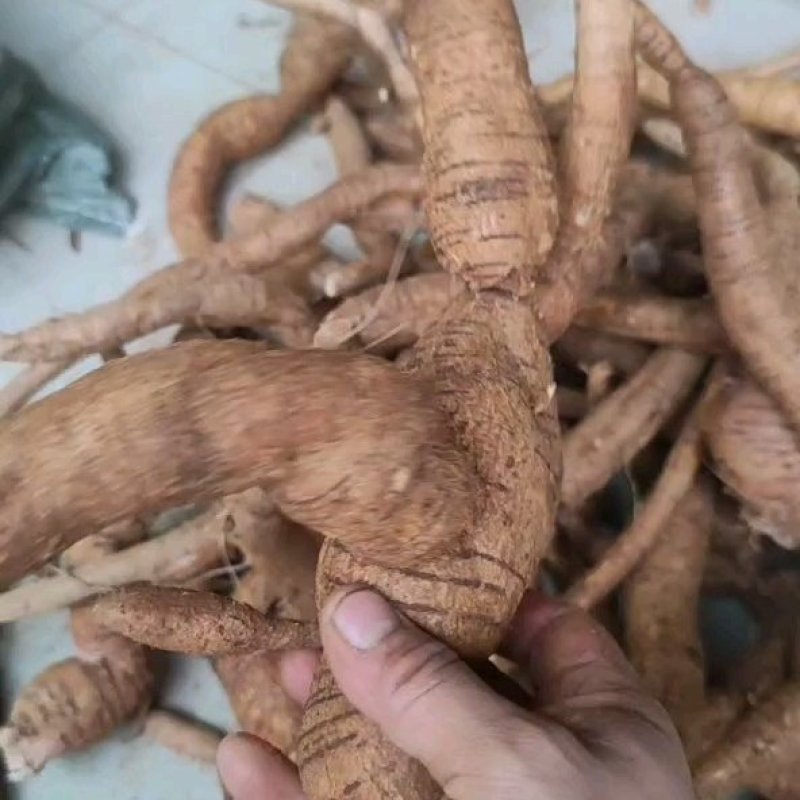 黄皮小叶牛大力仿野生牛大力短肥