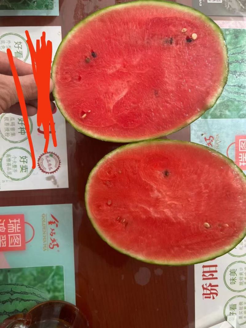 L一600礼品西瓜种子早熟坐果整齐瓜重5斤甜度14.7