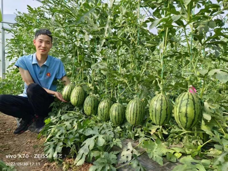 L一600礼品西瓜种子早熟坐果整齐瓜重5斤甜度14.7