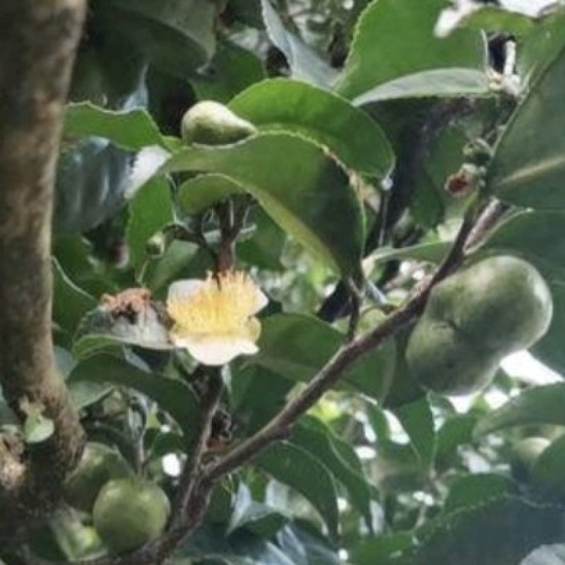 茶叶种子，古树茶叶种子，绿茶种子，干子，大量批发供应