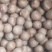 茶叶种子，古树茶叶种子，绿茶种子，干子，大量批发供应