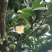 茶叶种子，古树茶叶种子，绿茶种子，干子，大量批发供应
