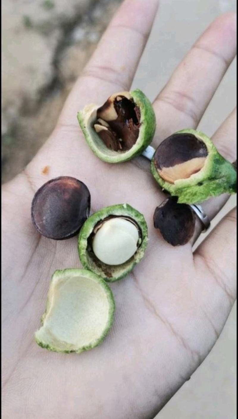 茶叶种子，古树茶叶种子，绿茶种子，干子，大量批发供应