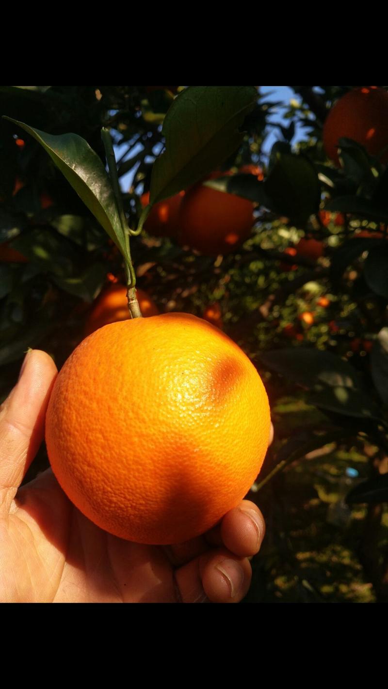 优质纽荷尔脐橙，果大味道纯甜，果面干净细腻，产地货源直发