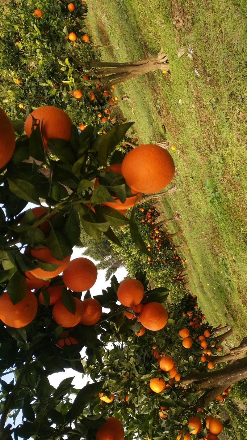 优质纽荷尔脐橙，果大味道纯甜，果面干净细腻，产地货源直发