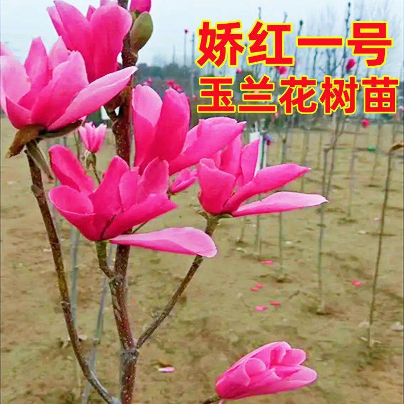 玉兰苗紫玉兰娇红一号黄玉兰白玉兰大小规格都有