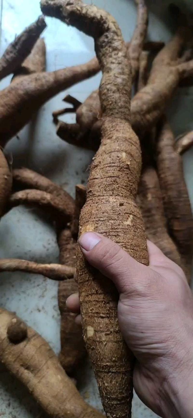 黄皮小叶牛大力仿野生牛大力短肥