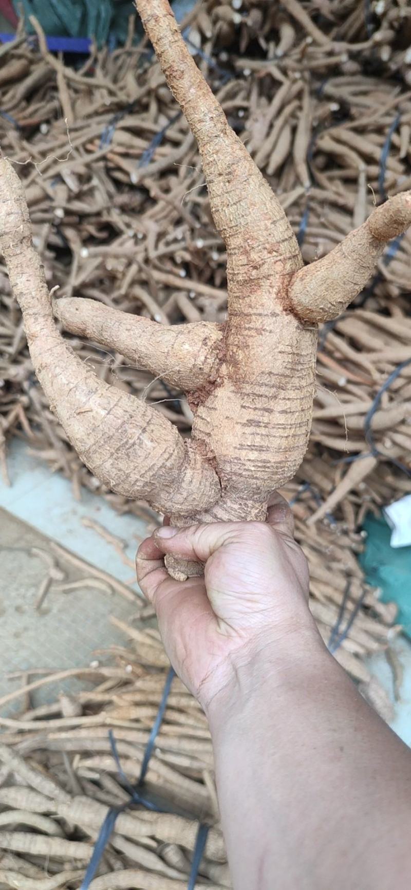 黄皮小叶牛大力仿野生牛大力短肥