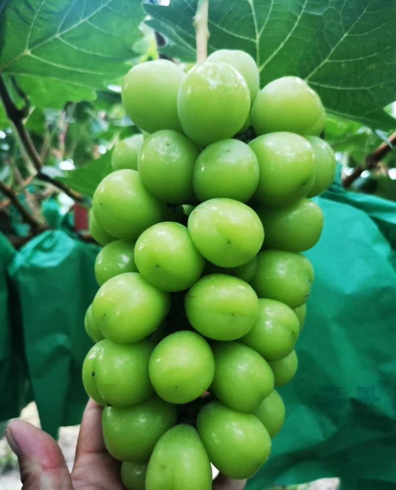青岛莱西库存大量阳光玫瑰，粒大口感好，以质论价