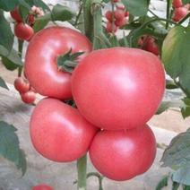 上海长种合作906粉红番茄种子早熟有限生长型粉果西红柿蔬