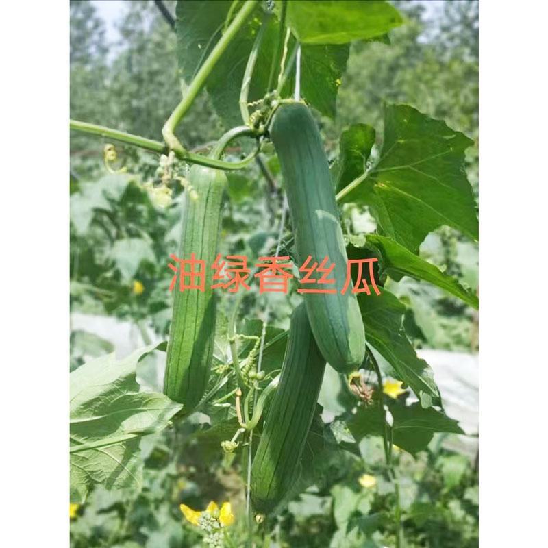 油亮香丝瓜短棒油皮丝瓜种子耐热早熟20-25厘米香丝瓜种