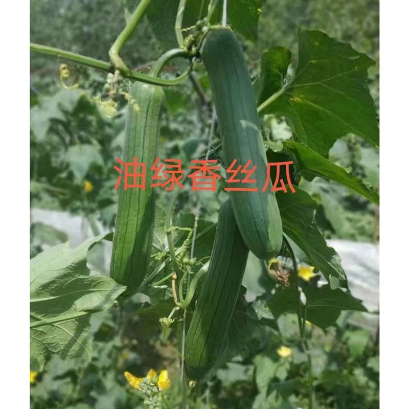 油亮香丝瓜短棒油皮丝瓜种子耐热早熟20-25厘米香丝瓜种