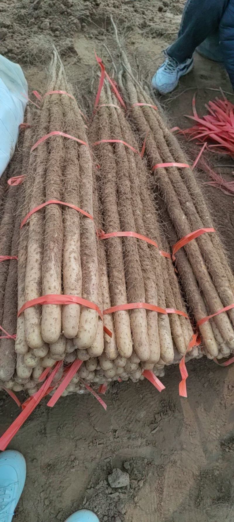 -《批发商看过来！沙土铁棍山药，海量货源，一手价格》