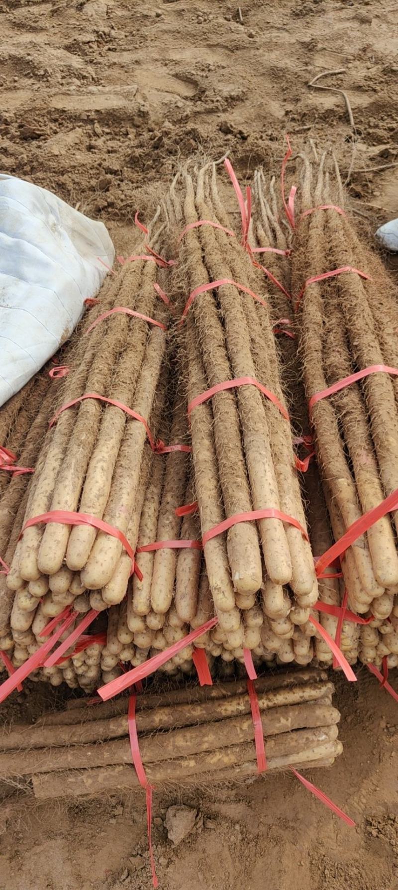 -《批发商看过来！沙土铁棍山药，海量货源，一手价格》