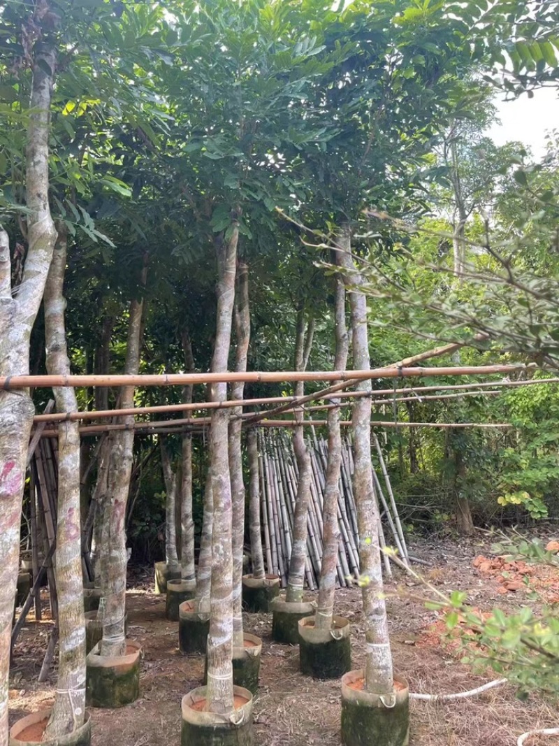 桃花心木8公分一10公分都有货